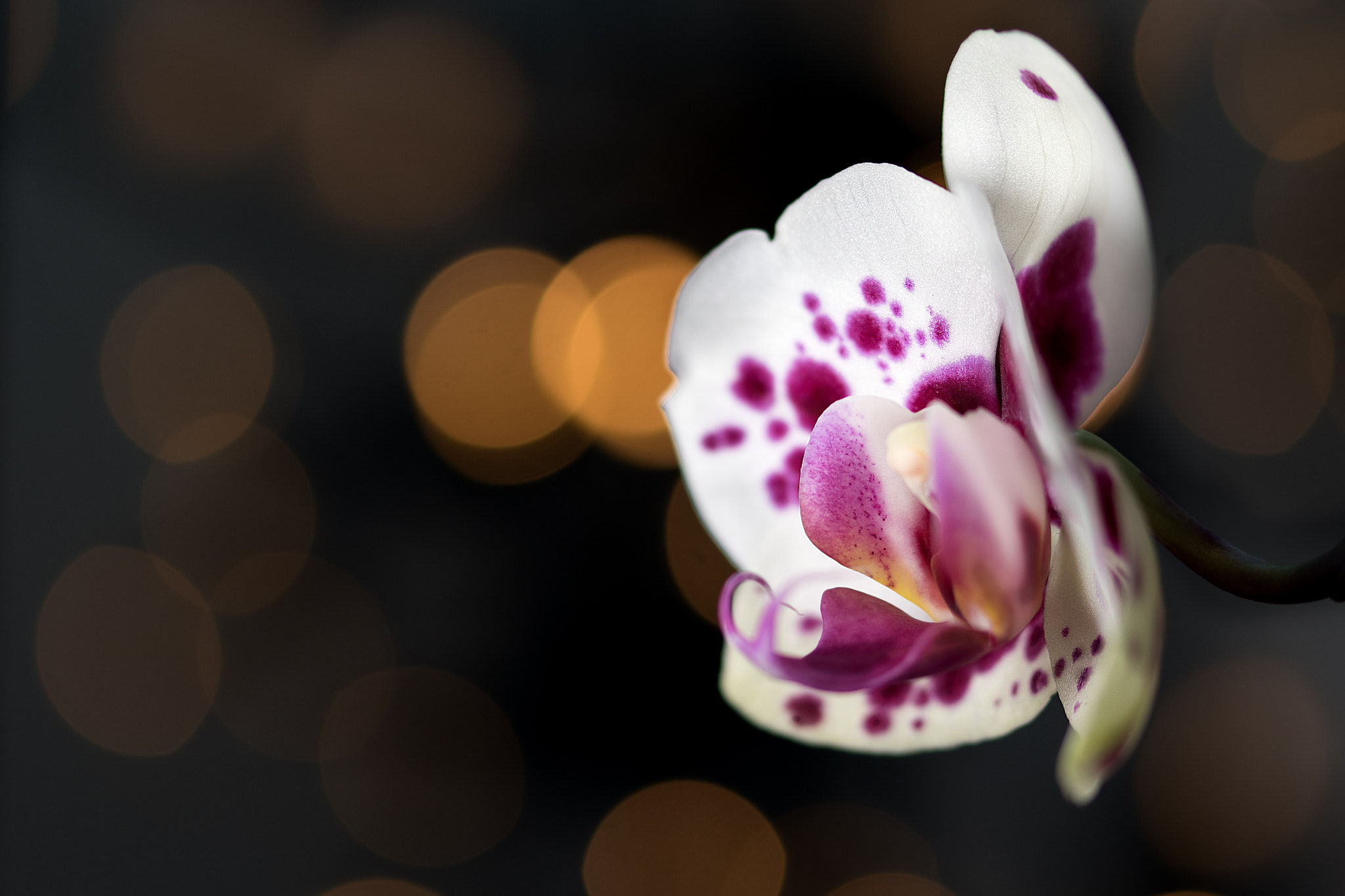 Nikon D5500 + Sigma 105mm F2.8 EX DG OS HSM sample photo. Orchid with lights photography