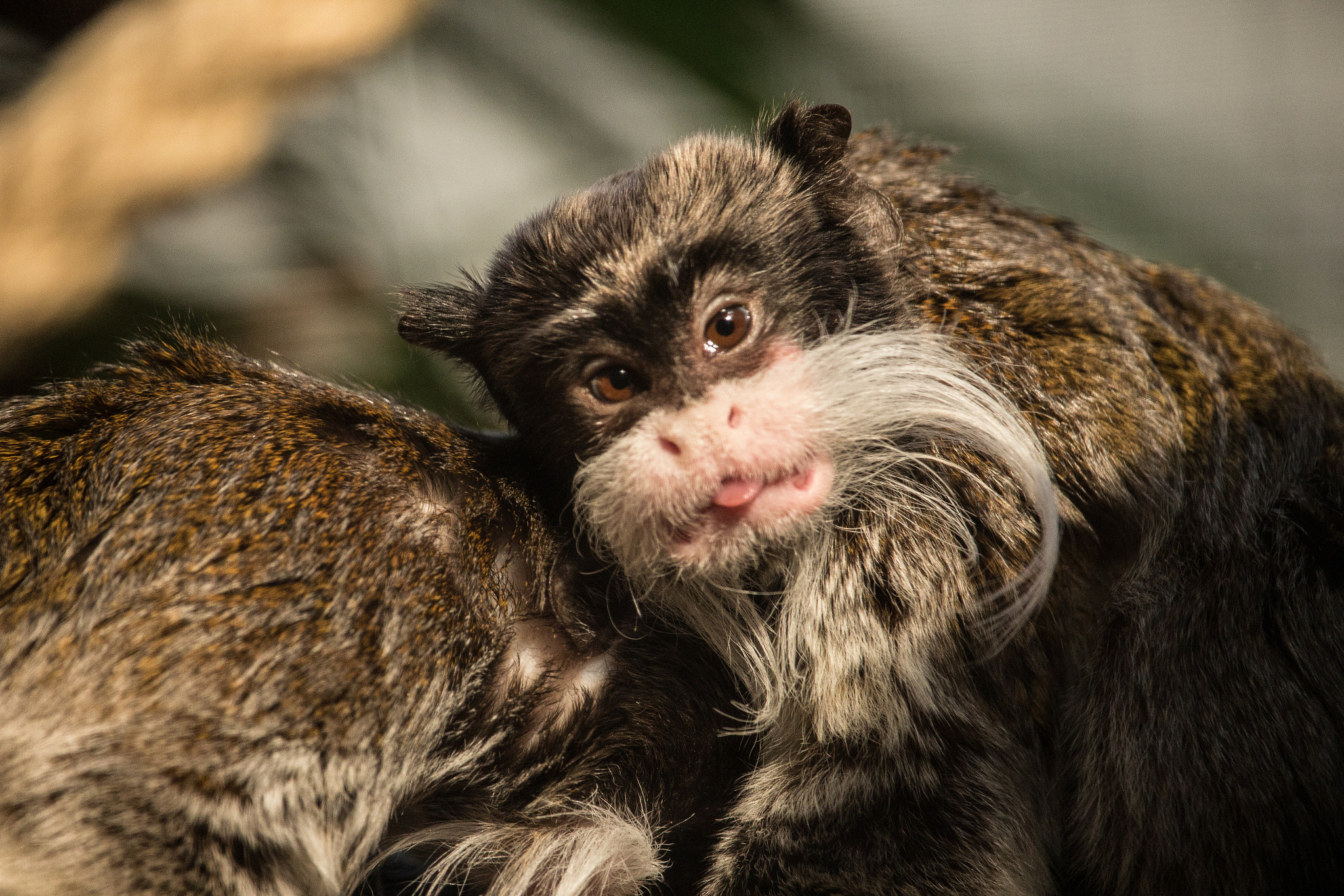 Canon EF-S 55-250mm F4-5.6 IS STM sample photo. Monkey 5 photography