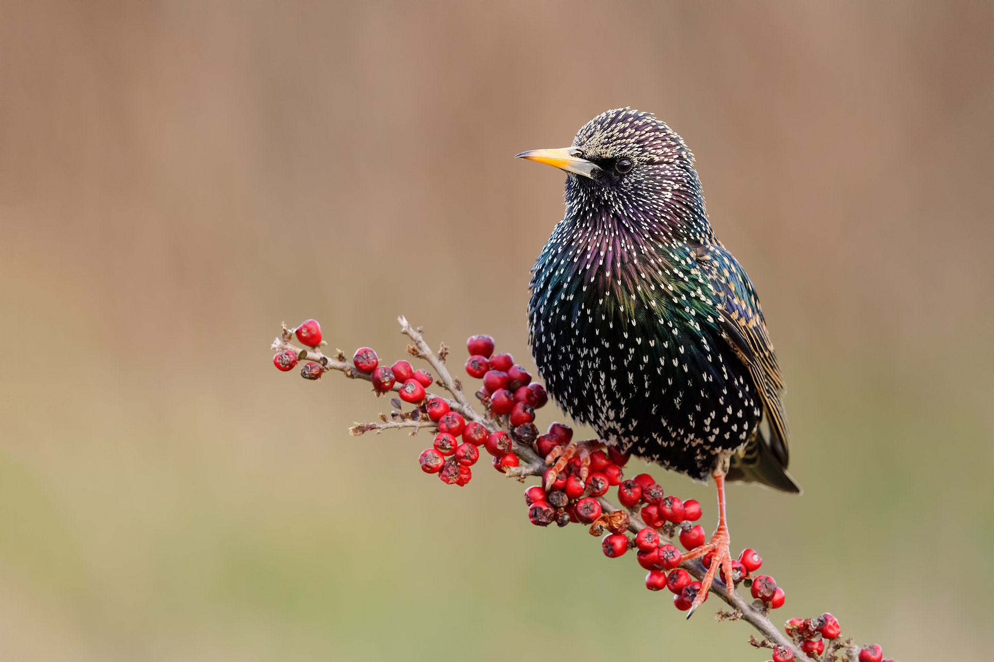 Canon EOS 5D Mark IV + Canon EF 600mm F4L IS II USM sample photo. Common starling photography