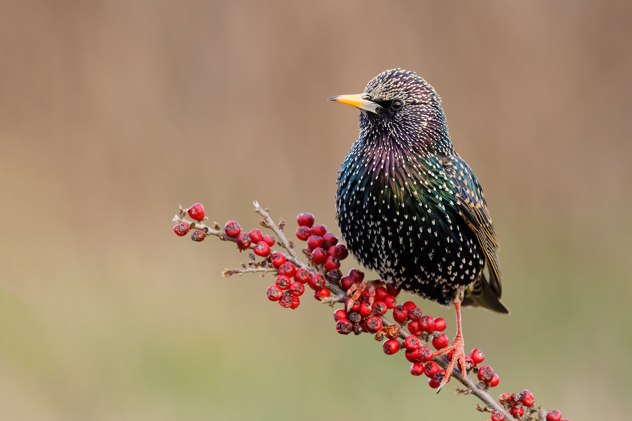 Canon EF 600mm F4L IS II USM sample photo. Common starling photography