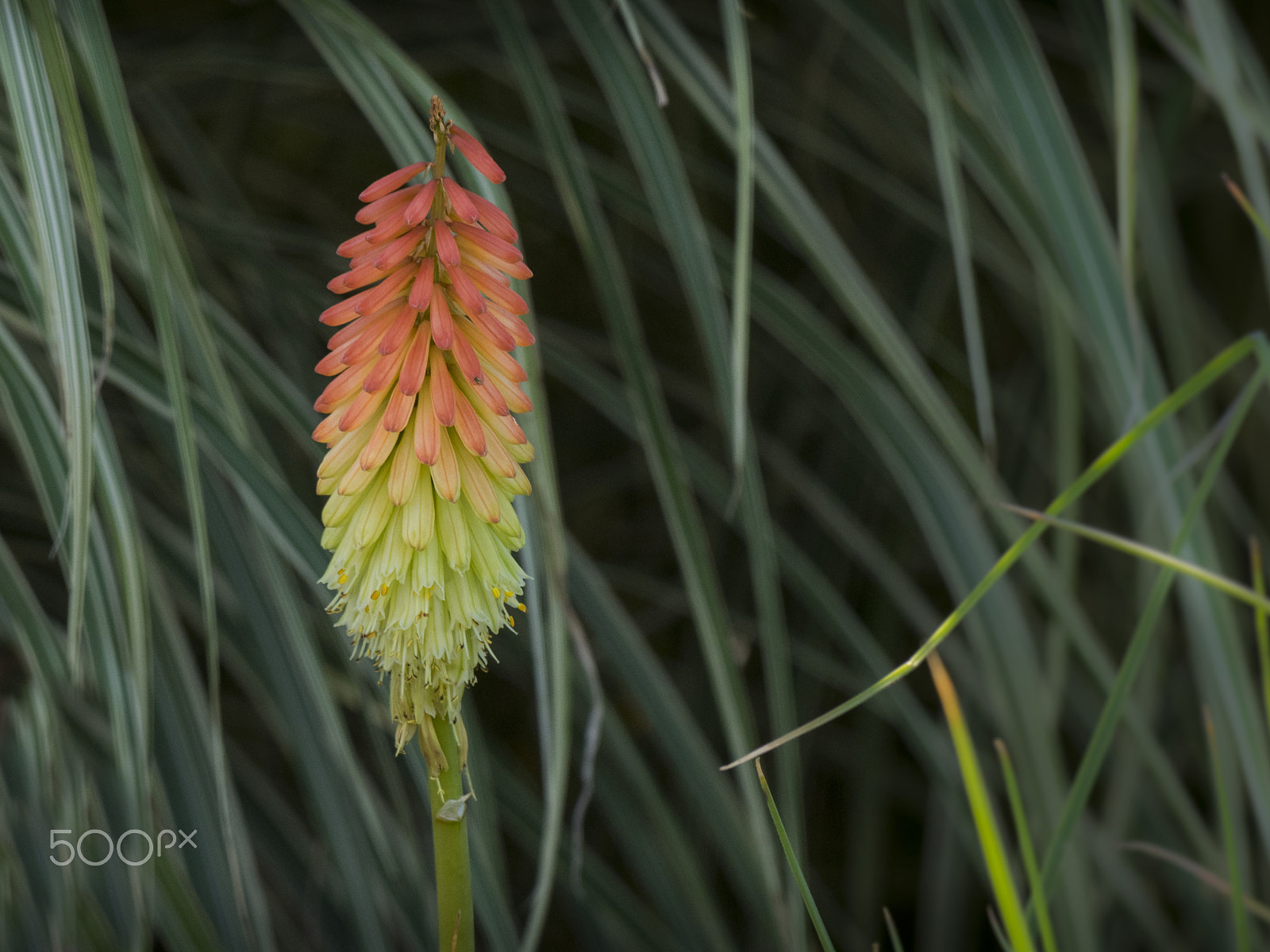 Olympus OM-D E-M1 sample photo. Beautiful nature photography