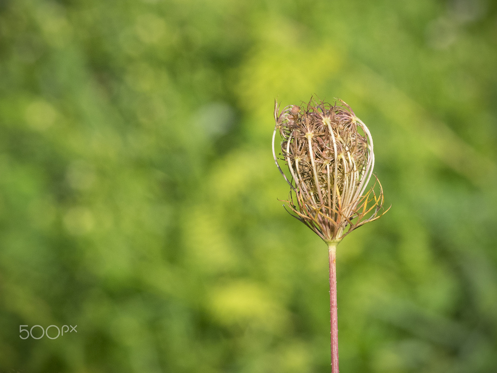 Olympus OM-D E-M1 sample photo. Beautiful nature photography