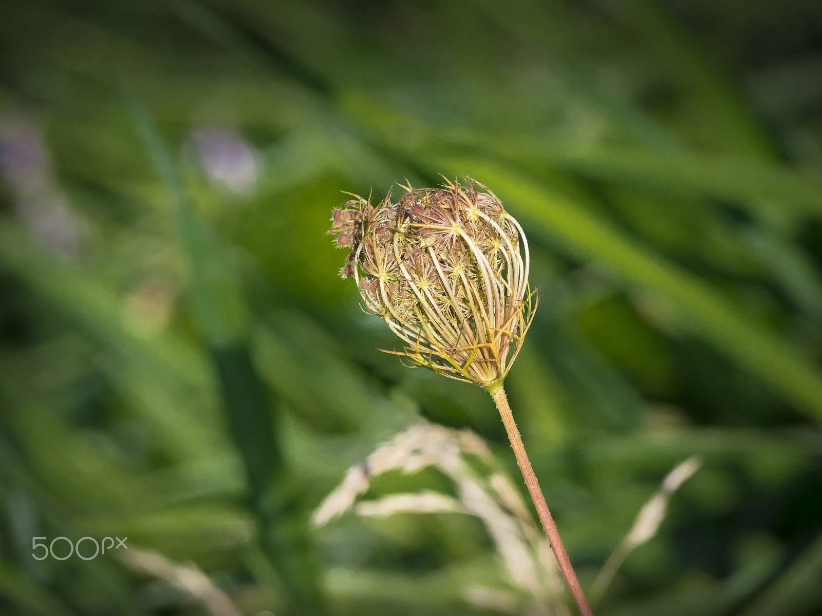 Olympus OM-D E-M1 sample photo. Beautiful nature photography