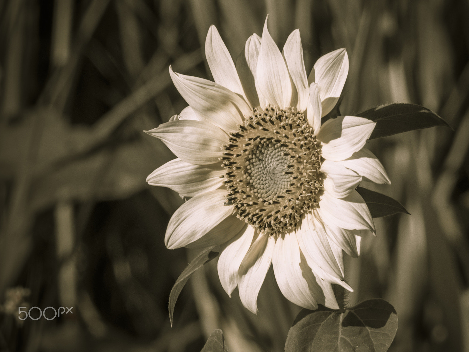 Olympus OM-D E-M1 sample photo. Beautiful nature photography