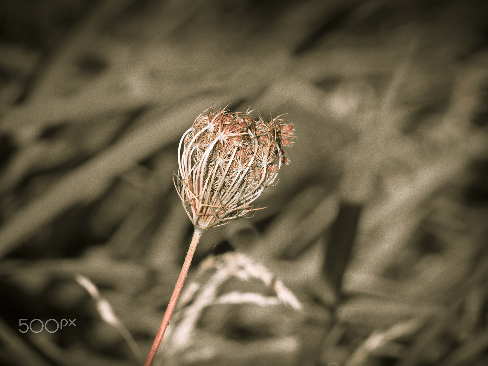 Olympus OM-D E-M1 sample photo. Beautiful nature photography