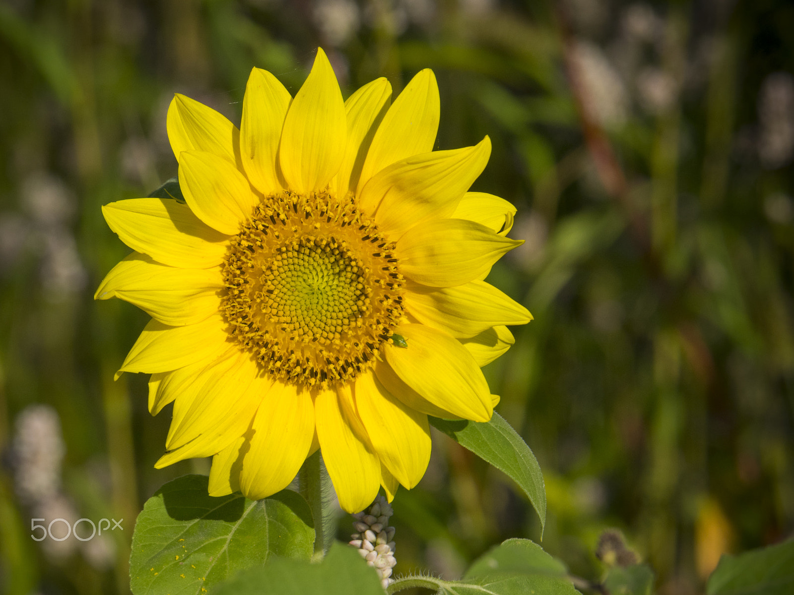 Olympus OM-D E-M1 sample photo. Beautiful nature photography
