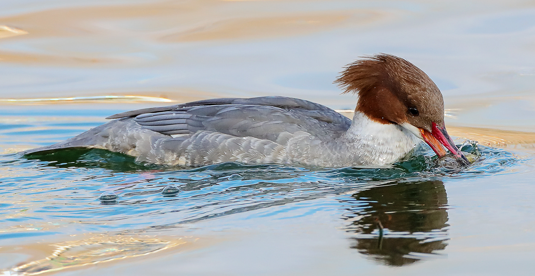 Canon EOS-1D X Mark II + Canon EF 800mm F5.6L IS USM sample photo