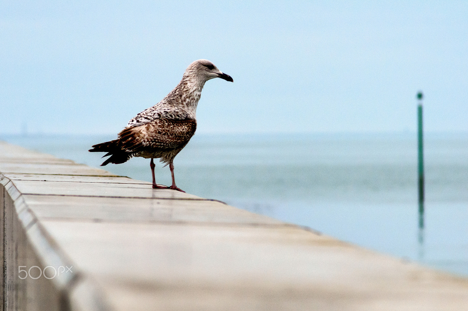 Nikon D300S sample photo. Pensive !!! photography
