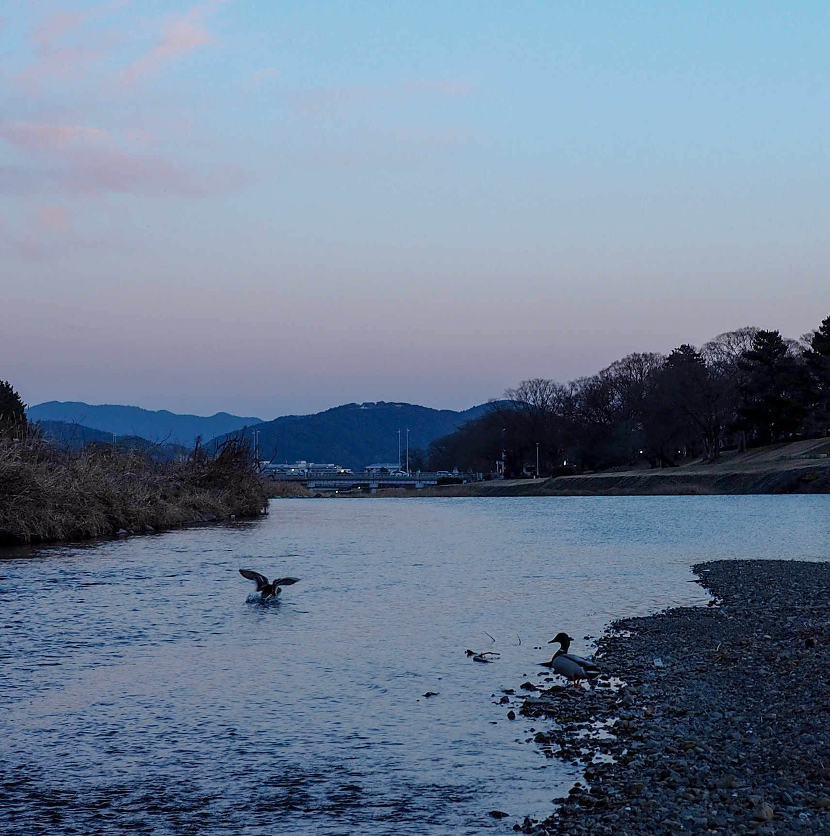 Olympus PEN E-PL7 + LUMIX G 20/F1.7 II sample photo. 20170430 photography