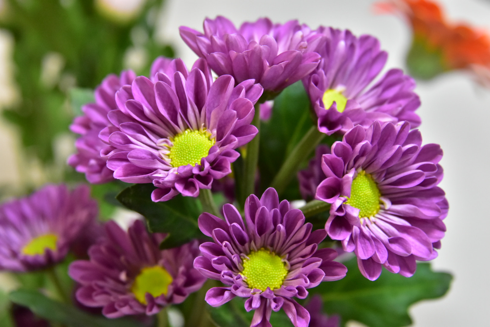 Nikon D7200 sample photo