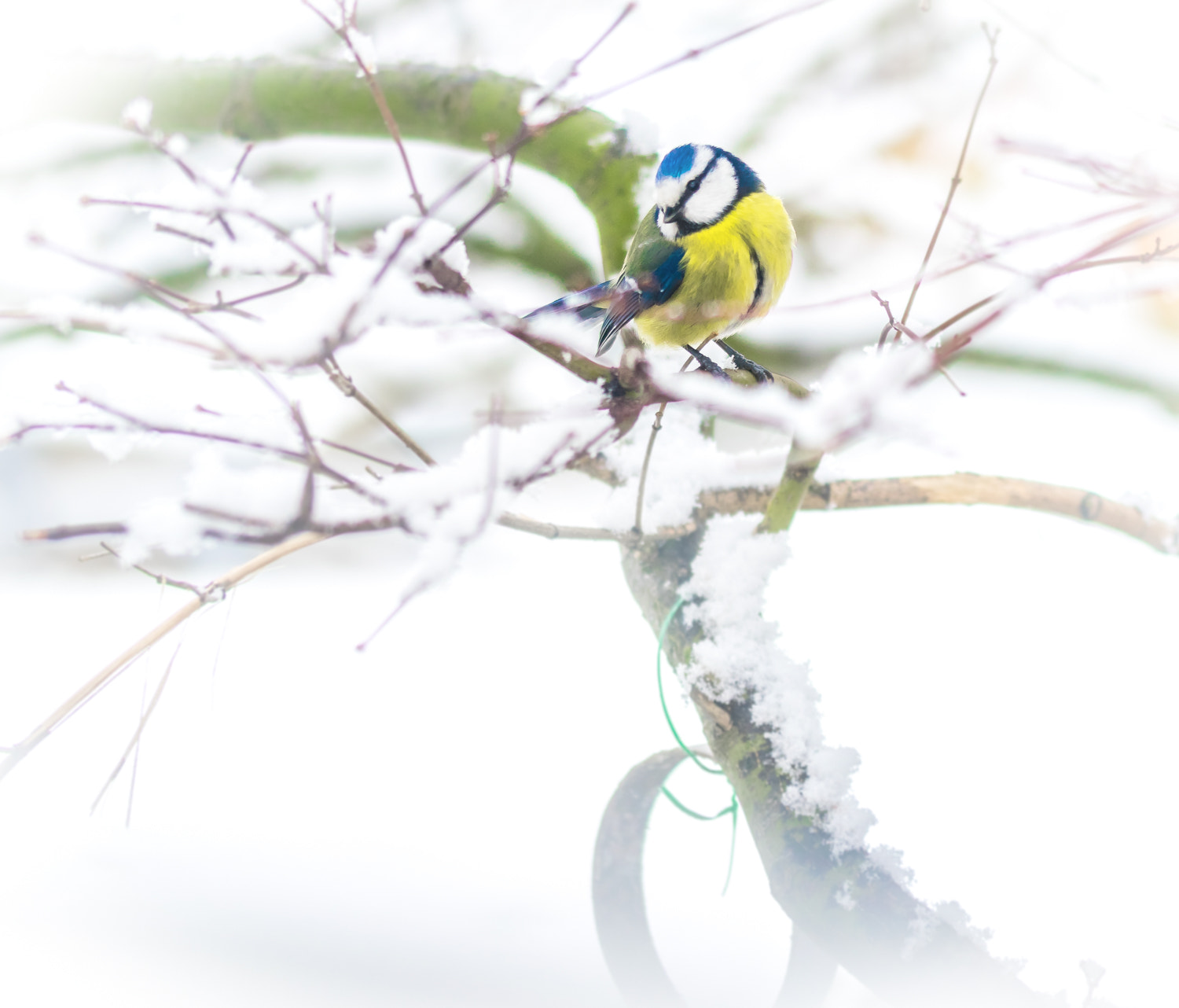 Sigma 105mm F2.8 EX DG OS HSM sample photo. Winter bird photography
