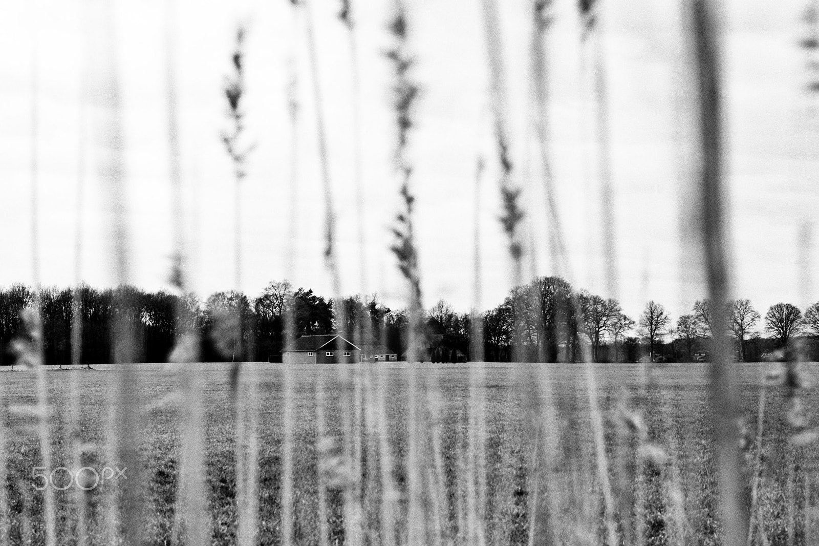 Sony a6300 + Sony Sonnar T* FE 55mm F1.8 ZA sample photo. Farm seen through reed, plasdijk, markelo photography