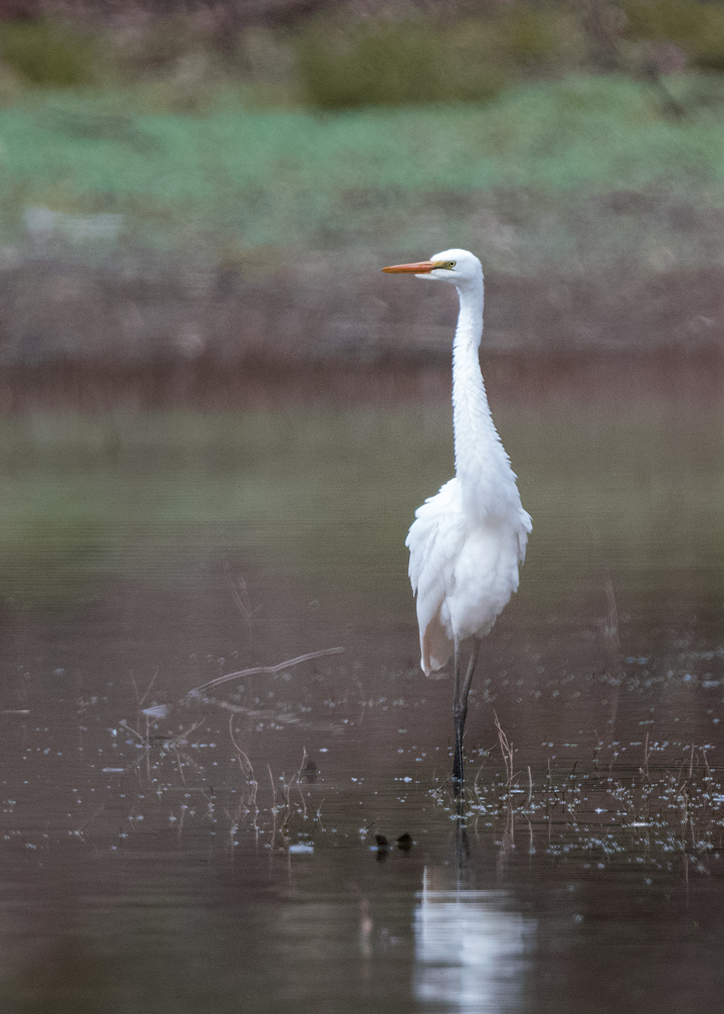 Nikon D810 + Nikon AF-S Nikkor 500mm F4G ED VR sample photo. Intermediate egret photography