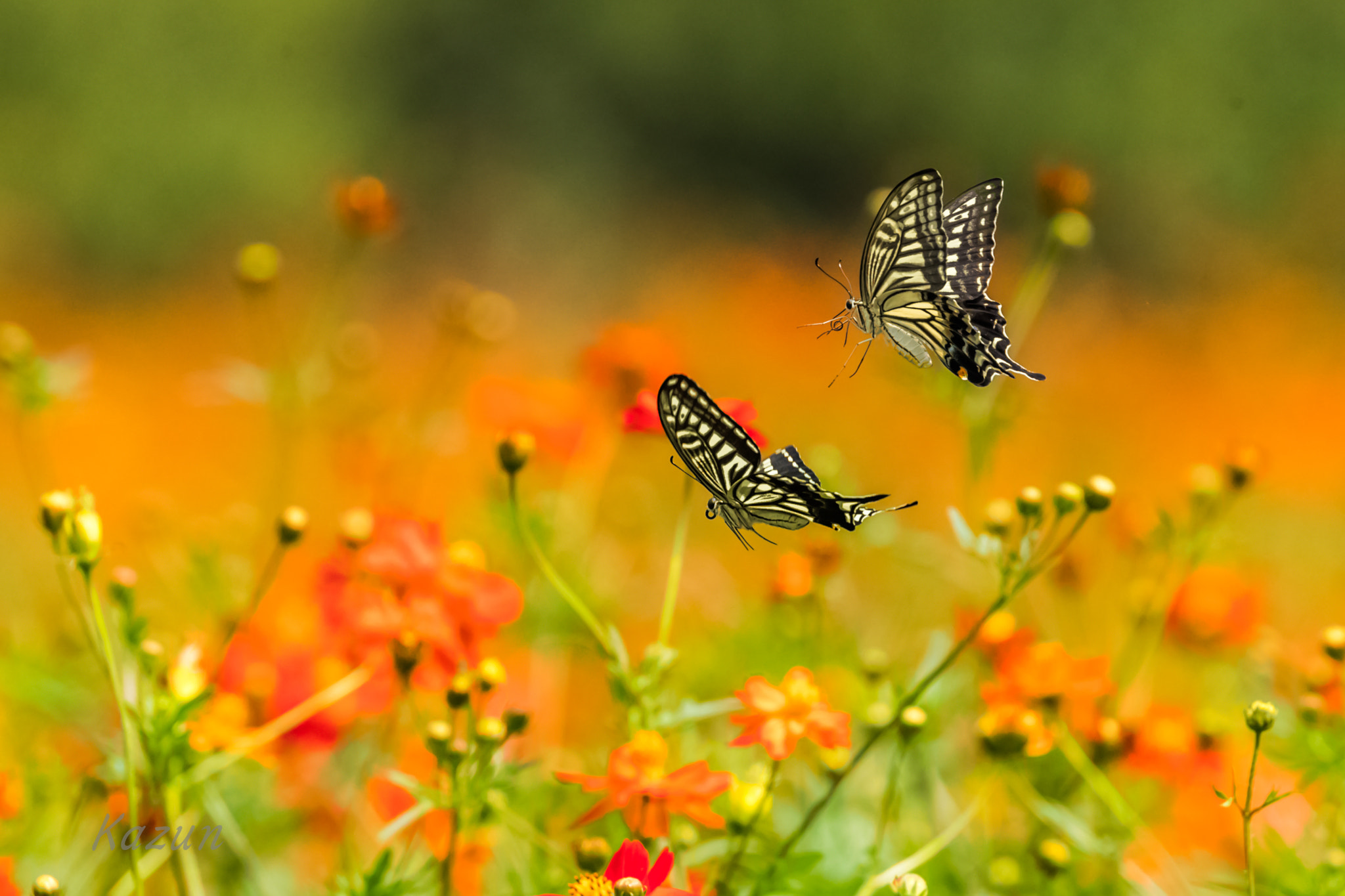 Canon EOS-1D X Mark II sample photo. Elegant photography