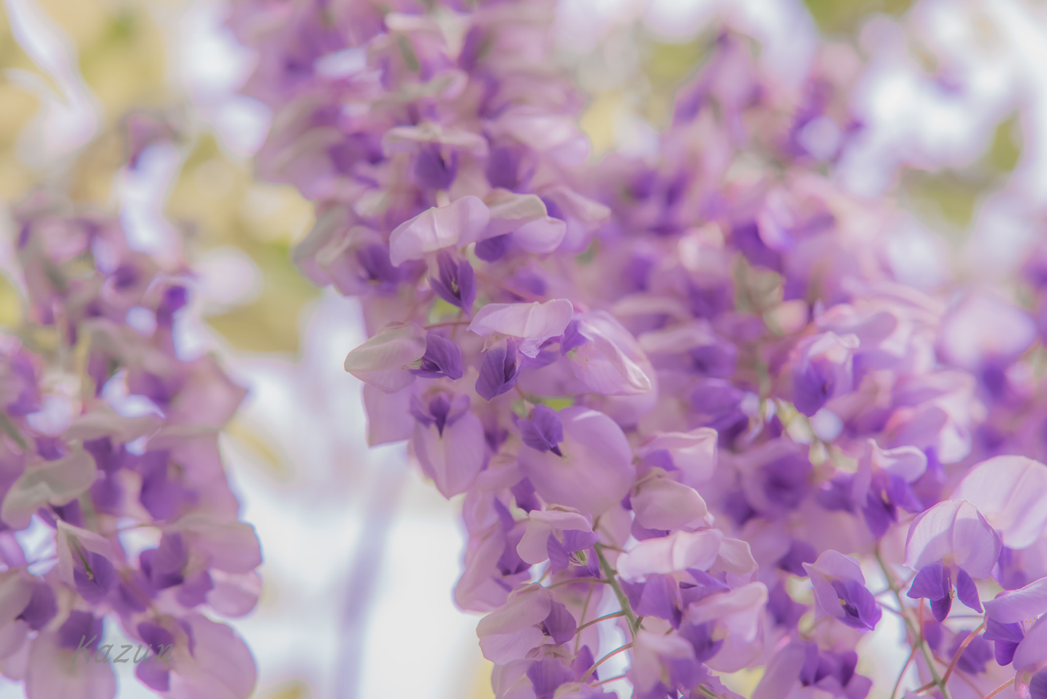 Nikon Nikkor AF-S 300mm F4E PF ED VR sample photo. Wisteria photography