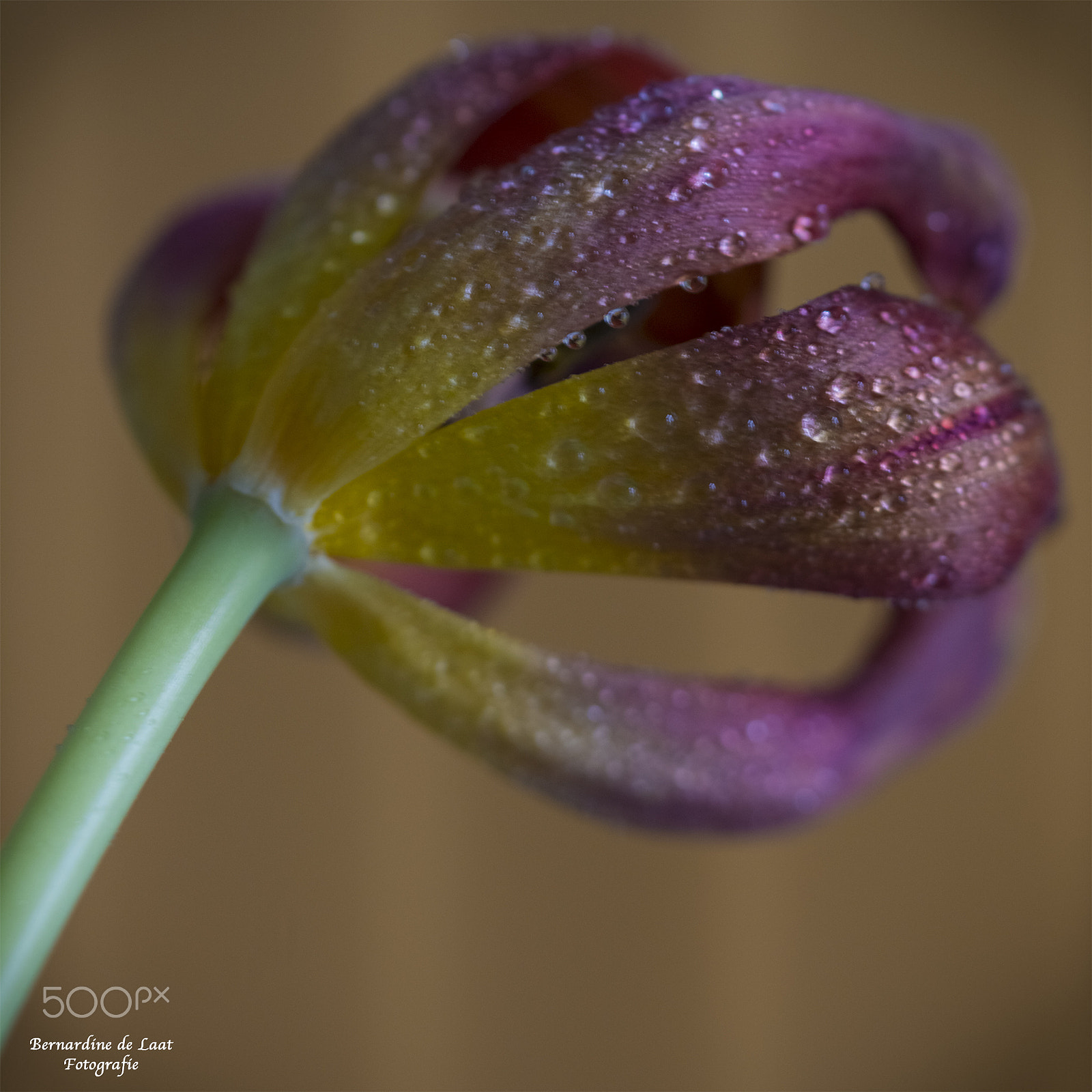 Nikon D7100 sample photo. Multicolored tulip photography
