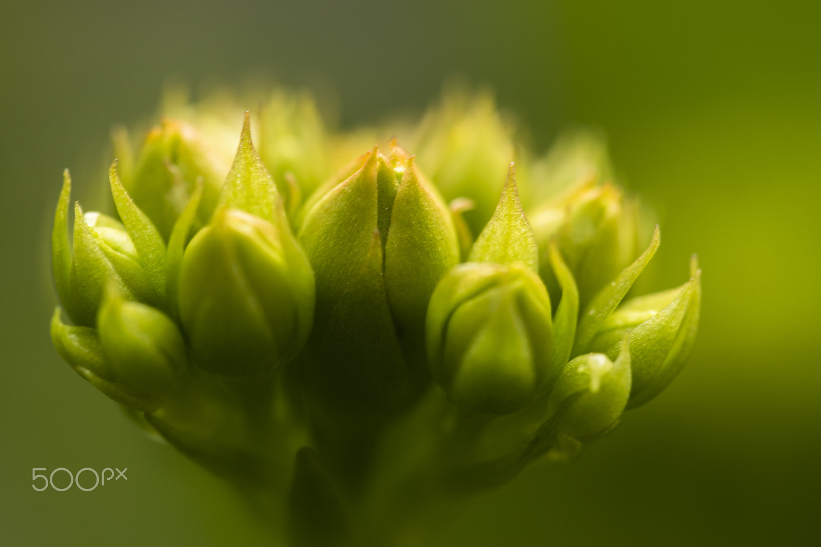 Nikon D3300 + Sigma 150mm F2.8 EX DG Macro HSM sample photo. Green bloom photography