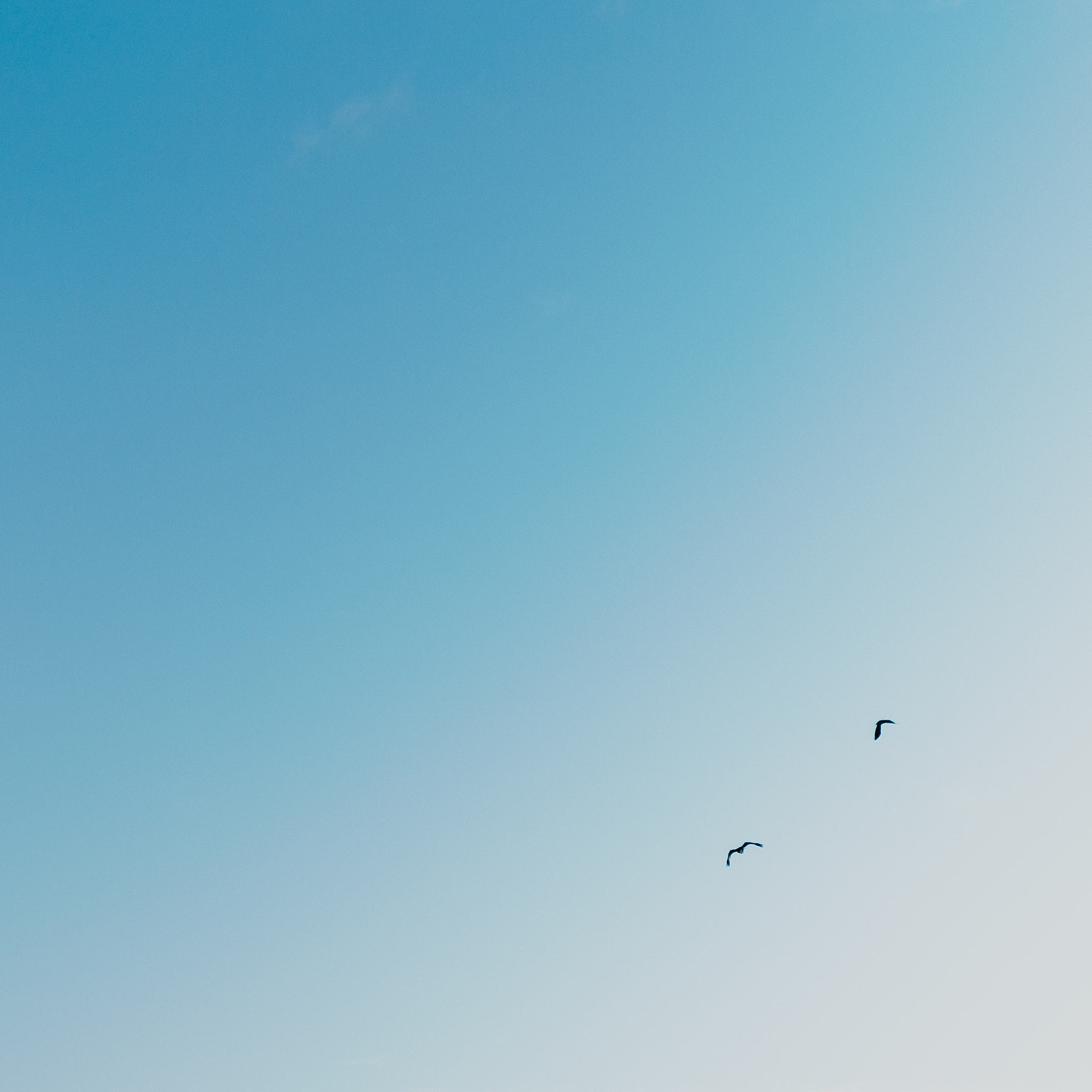 Canon EOS 6D + EF28-70mm f/2.8L USM sample photo. Flight. photography