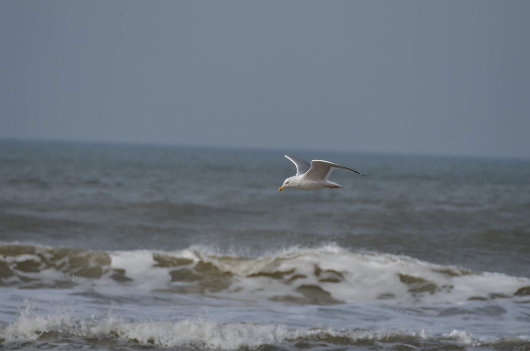 Nikon D5100 sample photo. Gull above sea 3 photography