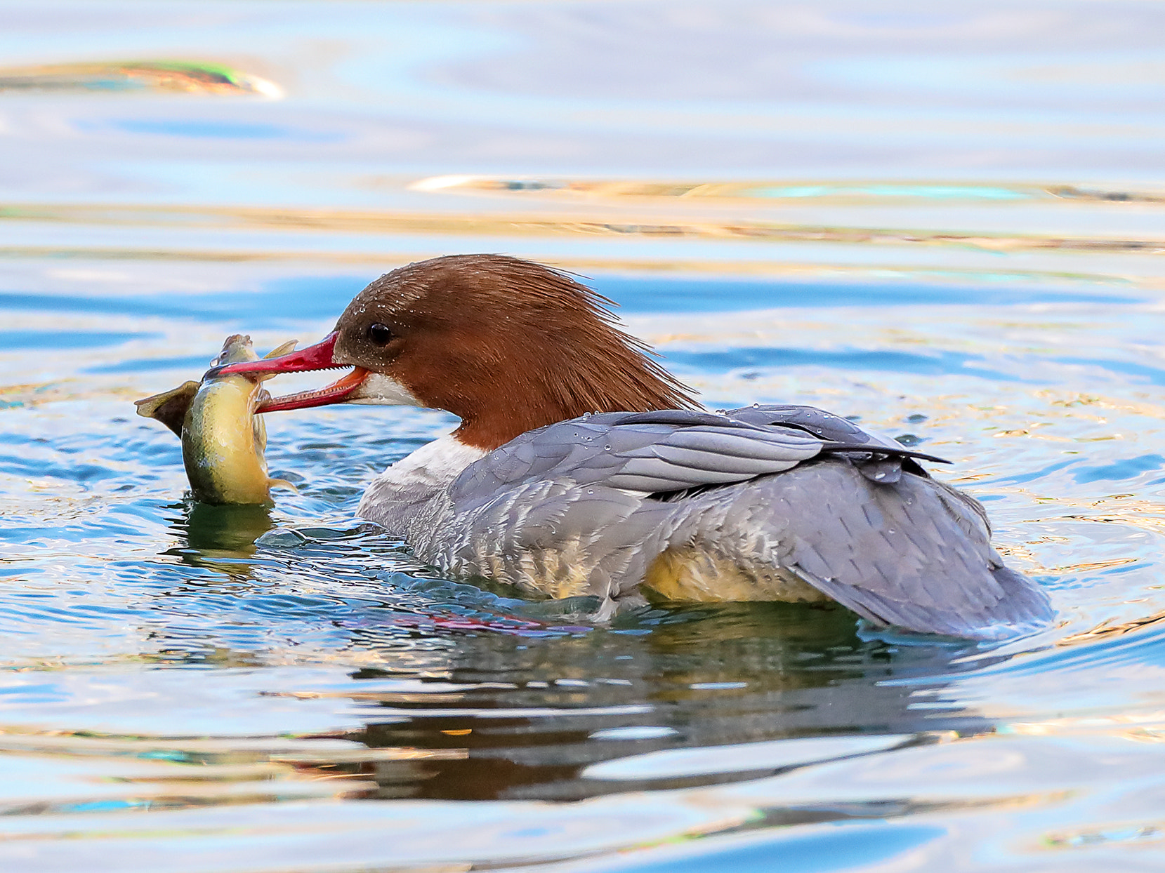 Canon EOS-1D X Mark II + Canon EF 800mm F5.6L IS USM sample photo