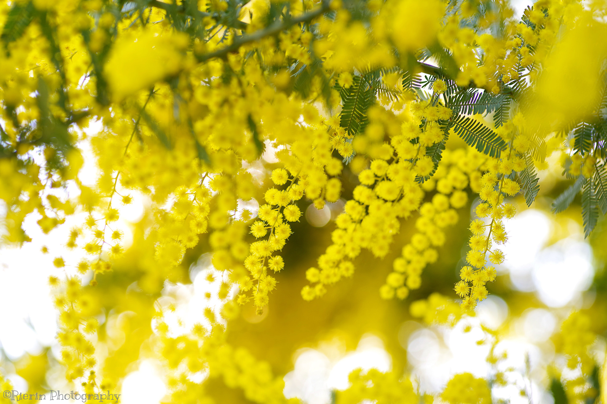 Pentax K-1 sample photo. Mimosa photography