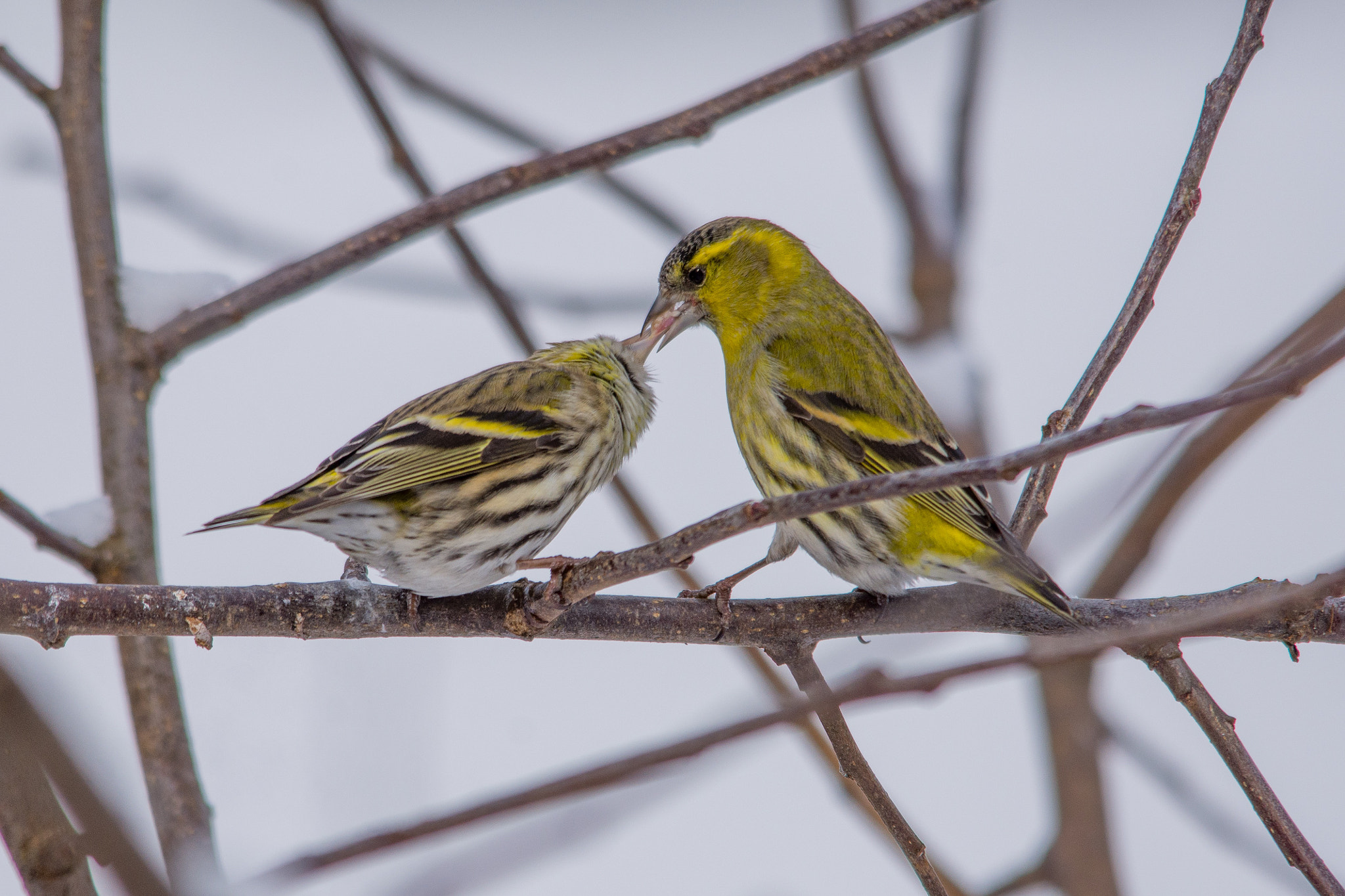 Nikon D7200 + Sigma 150-500mm F5-6.3 DG OS HSM sample photo. Flirty siskins photography