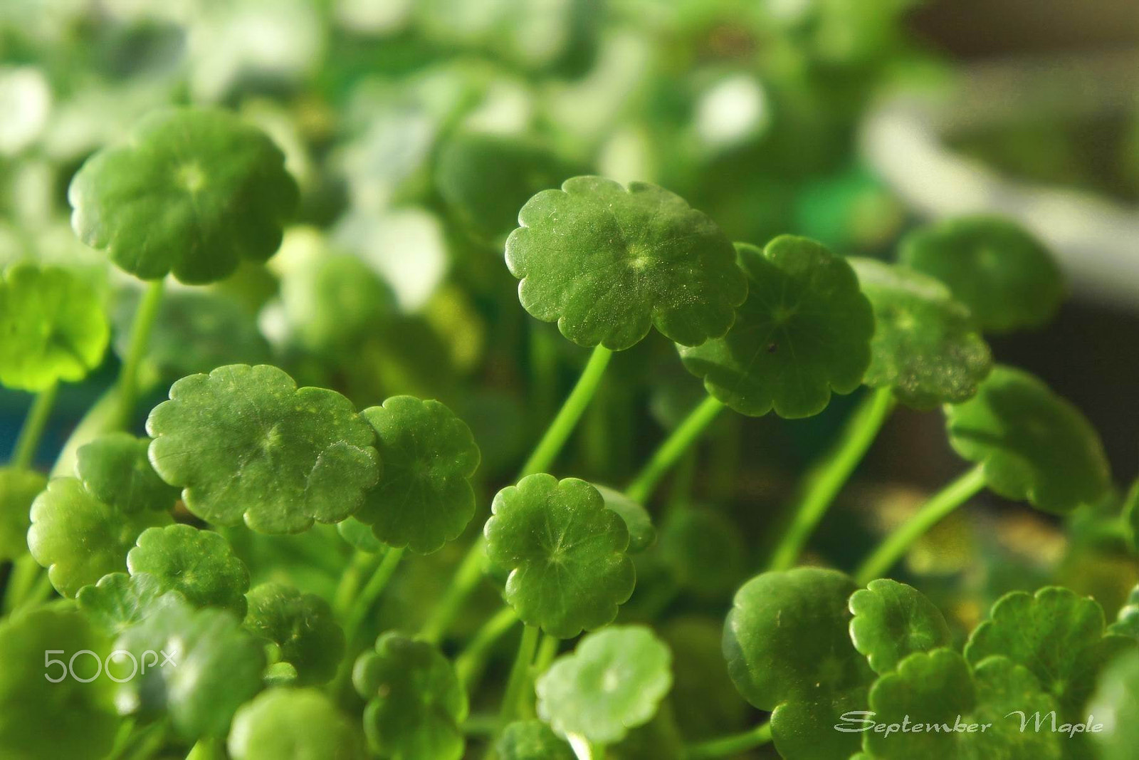 Sony NEX-5C sample photo. 铜钱草 [hydrocotyle vulgaris] photography