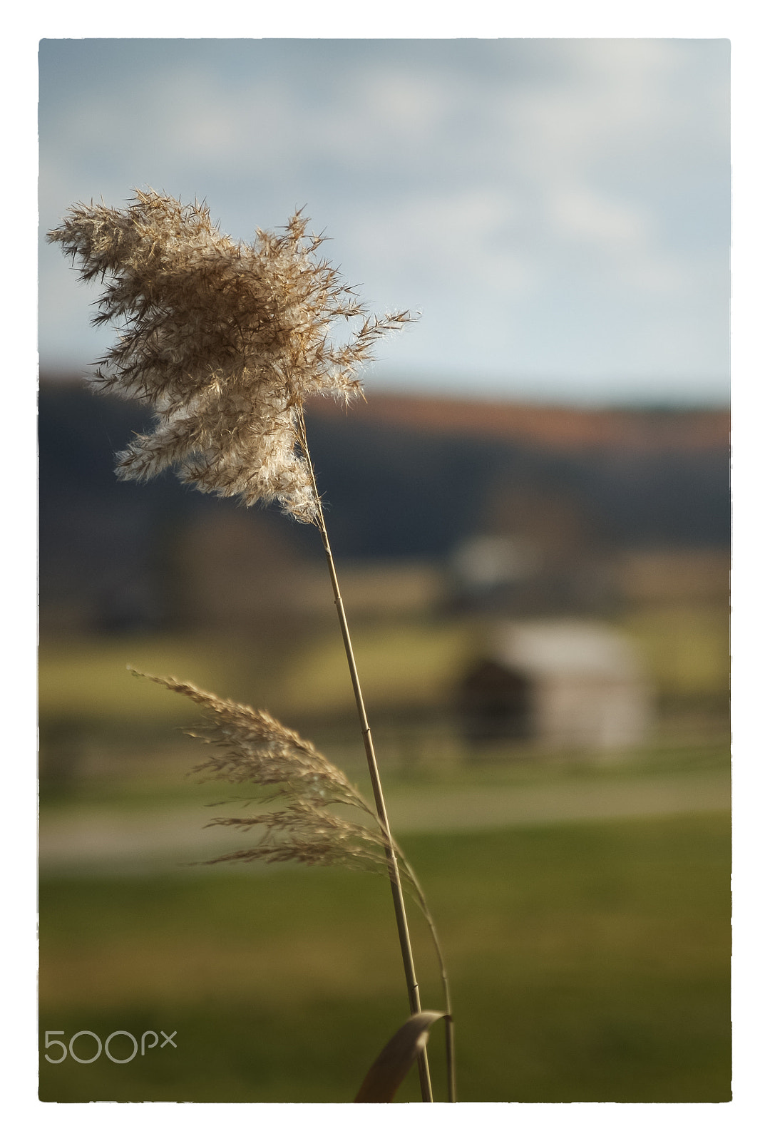 KONICA MINOLTA DYNAX 7D sample photo. Reed in the wind photography