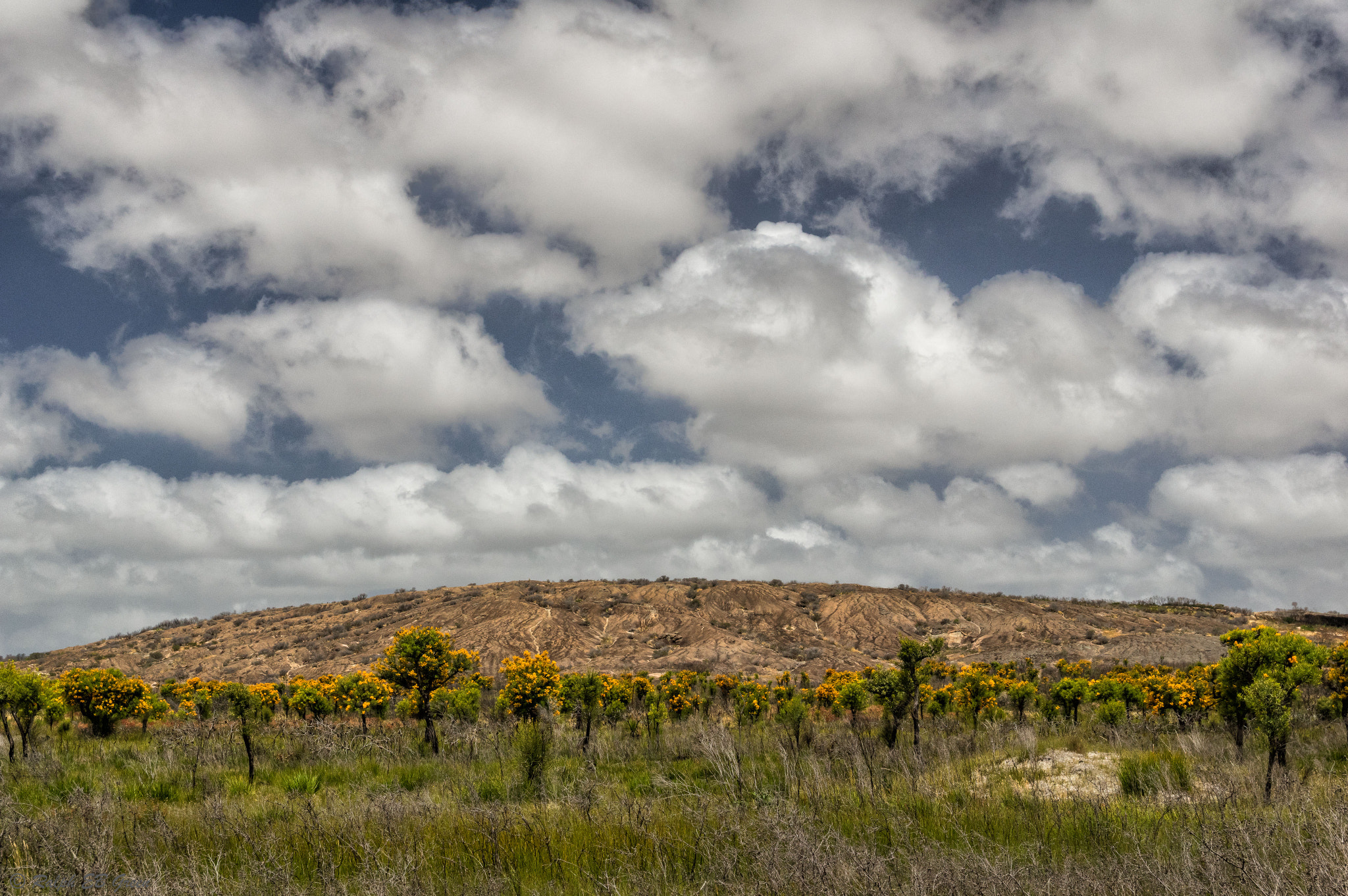 Sigma 17-50mm F2.8 EX DC HSM sample photo. A field of west australian christmas trees photography