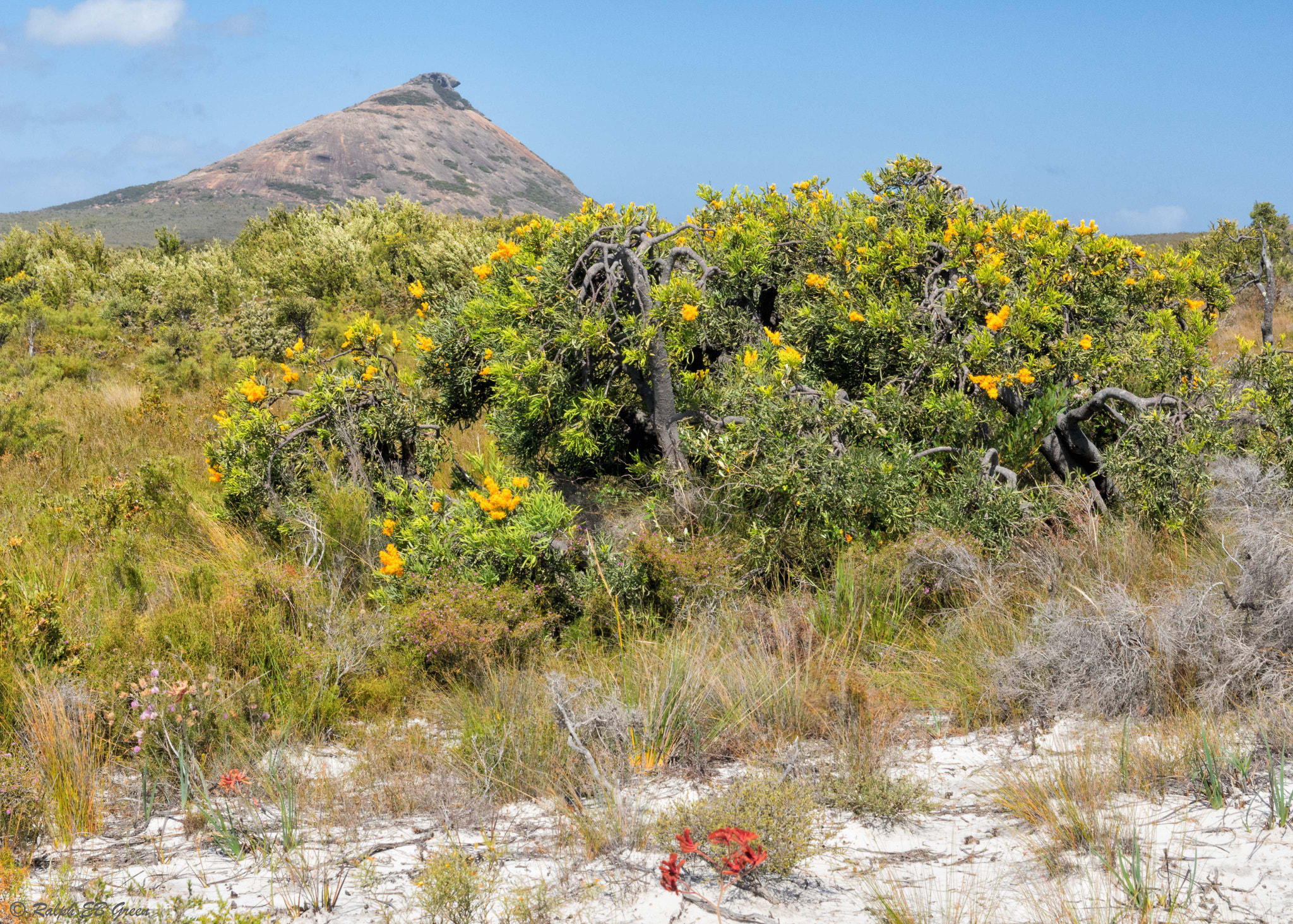Pentax K-3 + Sigma 17-50mm F2.8 EX DC HSM sample photo. Native west australian flora and frenchman peak photography
