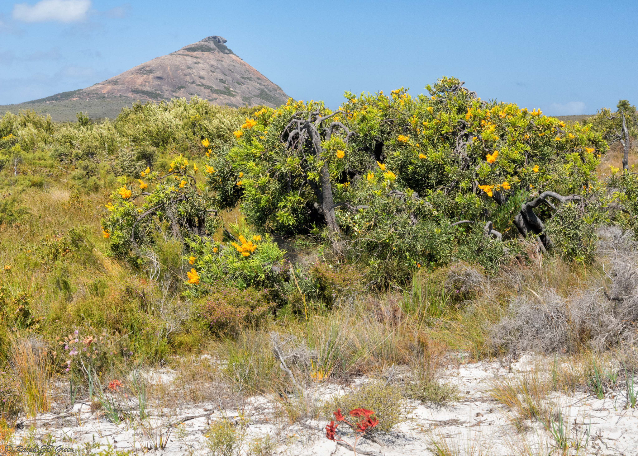 Sigma 17-50mm F2.8 EX DC HSM sample photo. Native west australian flora and frenchman peak photography