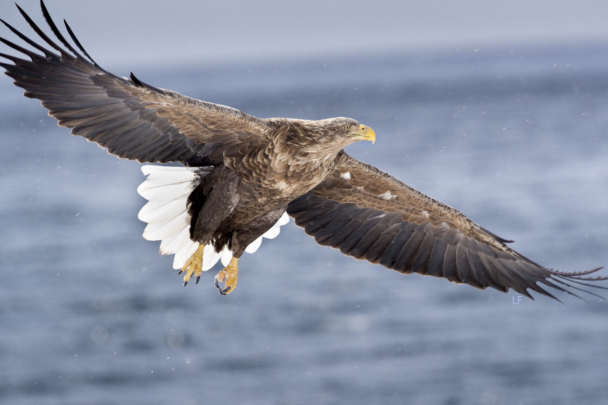 Canon EF 300mm F2.8L IS II USM sample photo