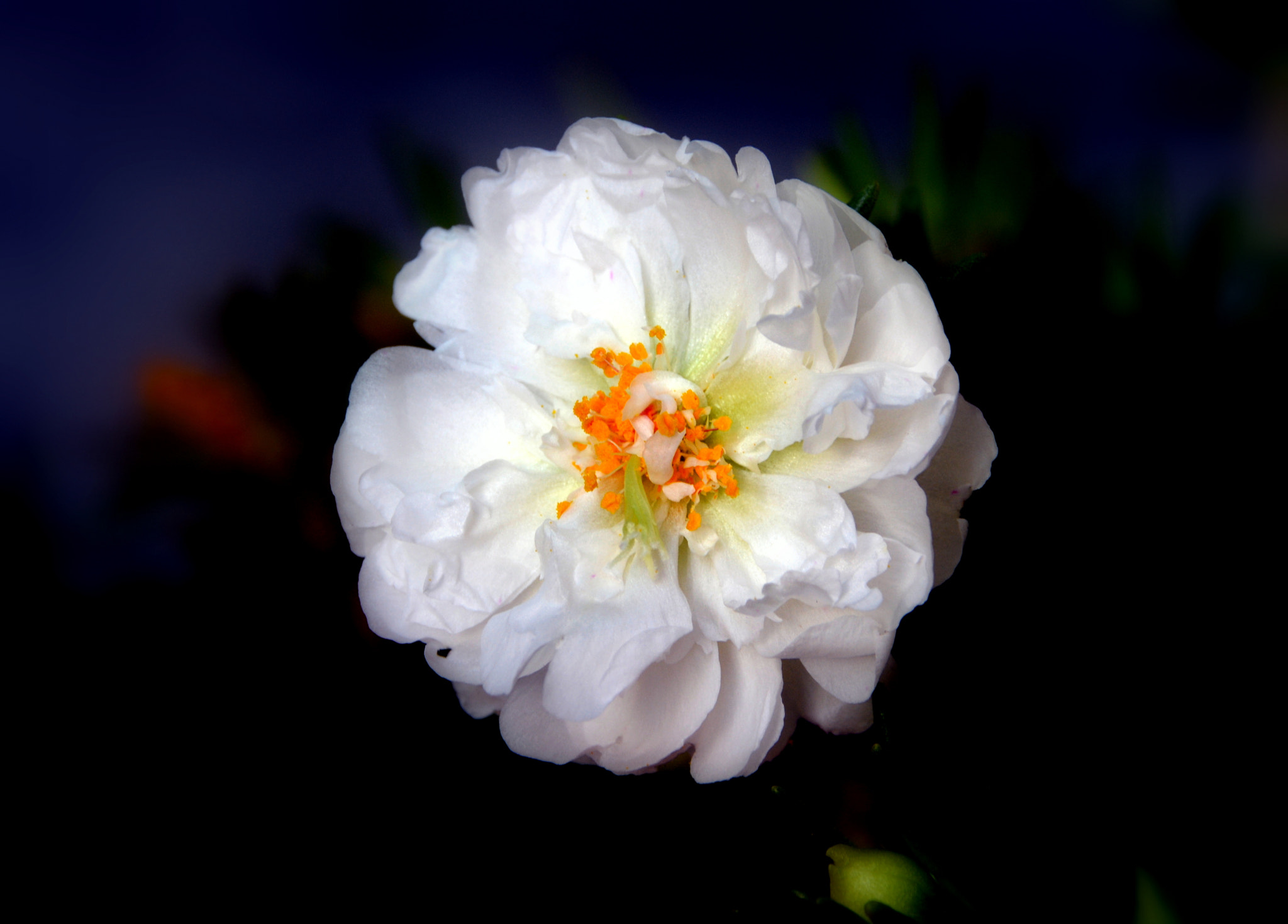 Sigma 18-250mm F3.5-6.3 DC Macro OS HSM sample photo