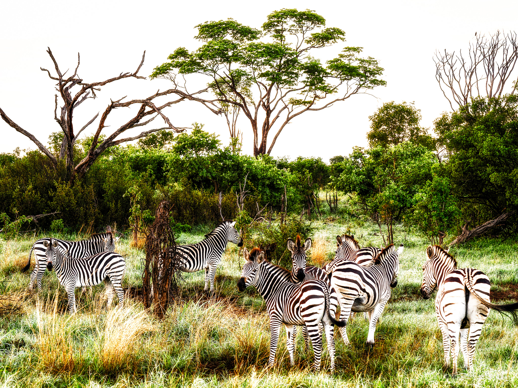 Sony a7S + Sony FE 90mm F2.8 Macro G OSS sample photo. Zebras going wild photography