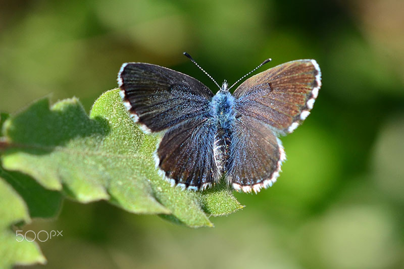 Sigma 105mm F2.8 EX DG OS HSM sample photo. Butterfly photography