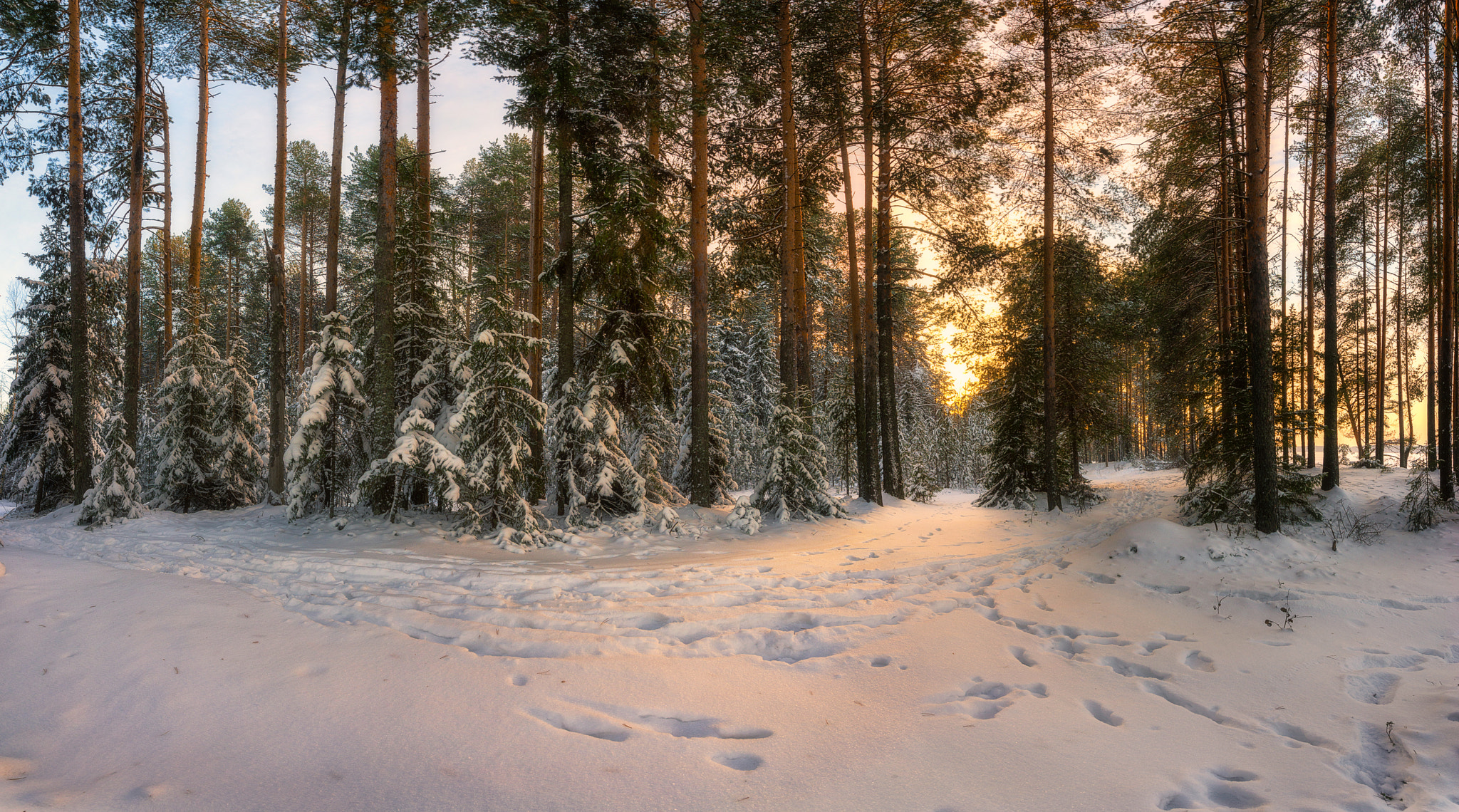 Nikon AF-S Nikkor 14-24mm F2.8G ED sample photo. 582. forest trail ii photography