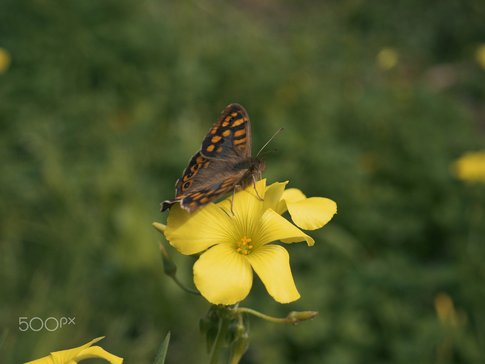 Panasonic Lumix DMC-G7 sample photo. Βutterfly on a flower photography