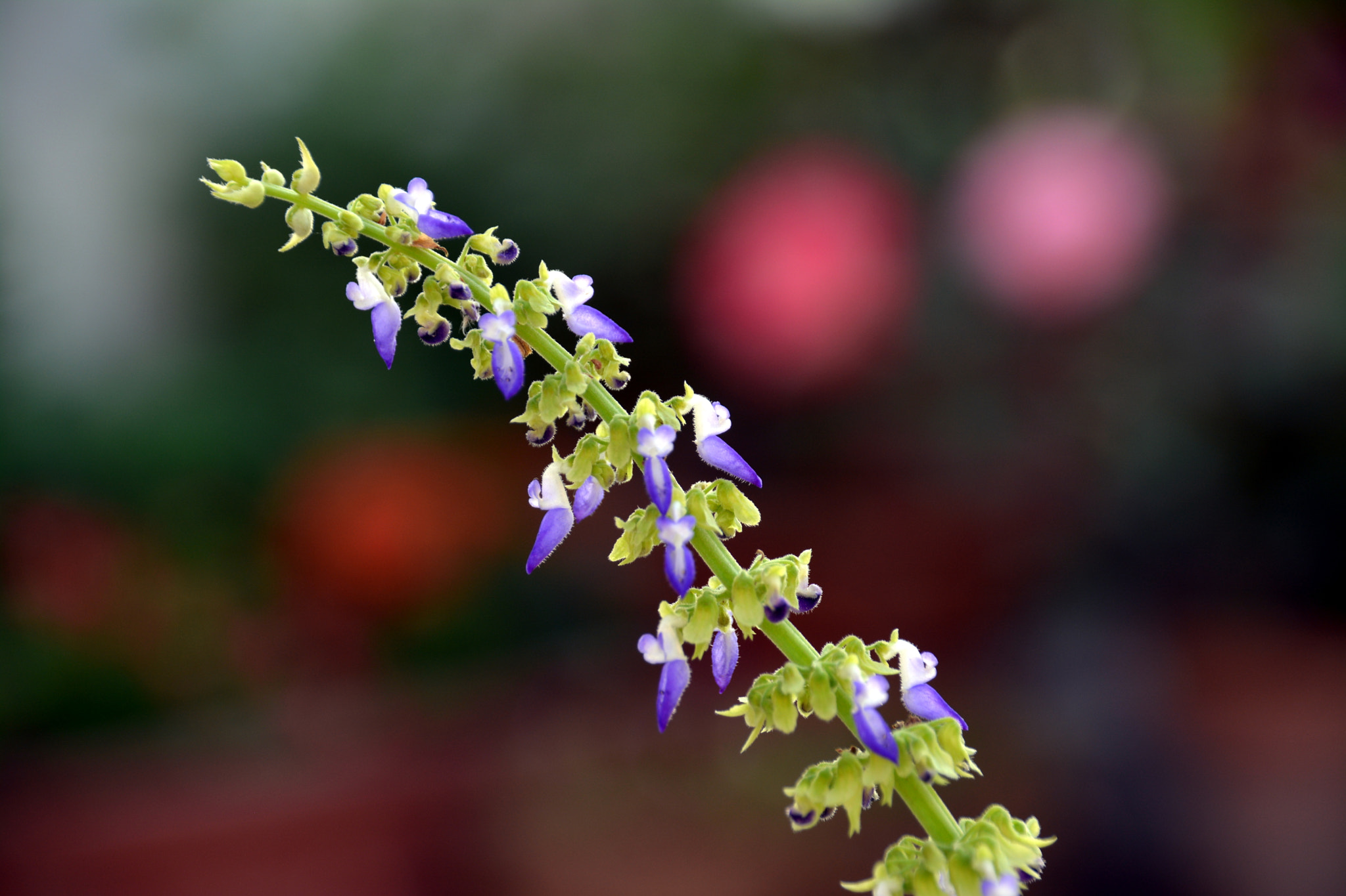 Sigma 18-250mm F3.5-6.3 DC Macro OS HSM sample photo