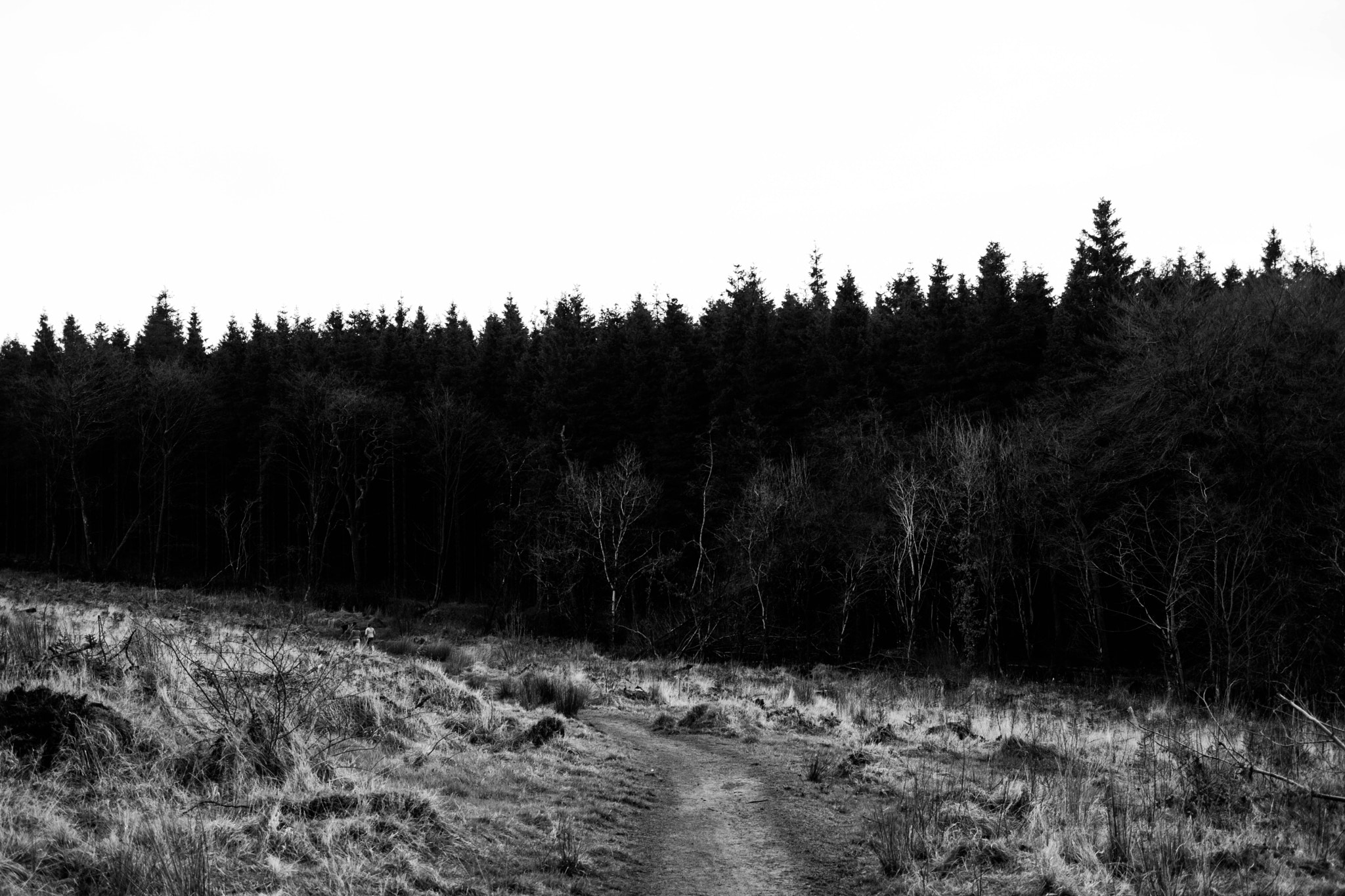 Fujifilm XF 27mm F2.8 sample photo. Tardree forest, northern ireland photography