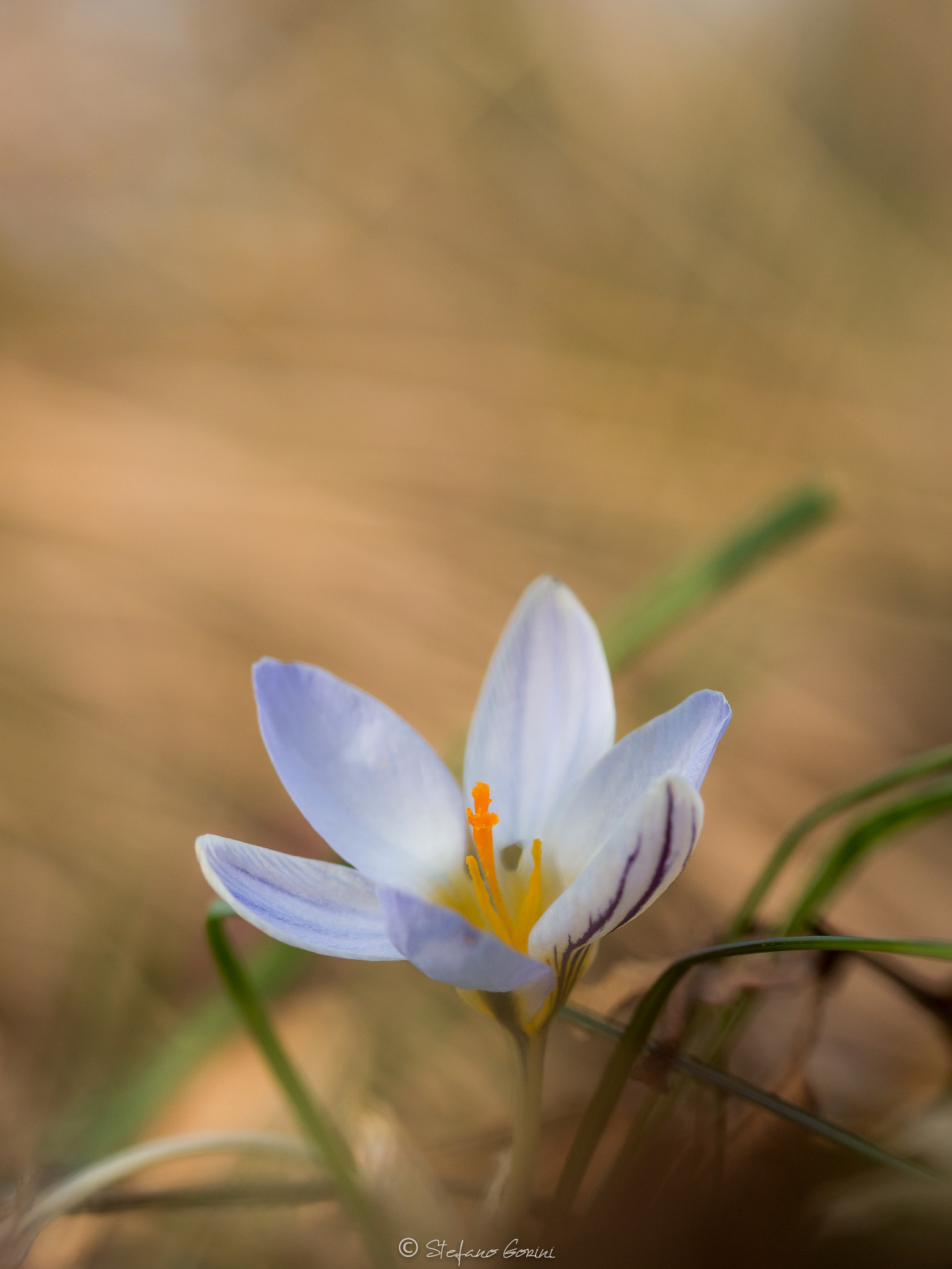 Sigma 105mm F2.8 EX DG OS HSM sample photo. Crocus photography
