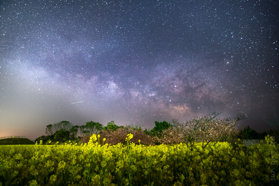 Nikon Df + Sigma 20mm F1.8 EX DG Aspherical RF sample photo. Rape blossoms at night photography