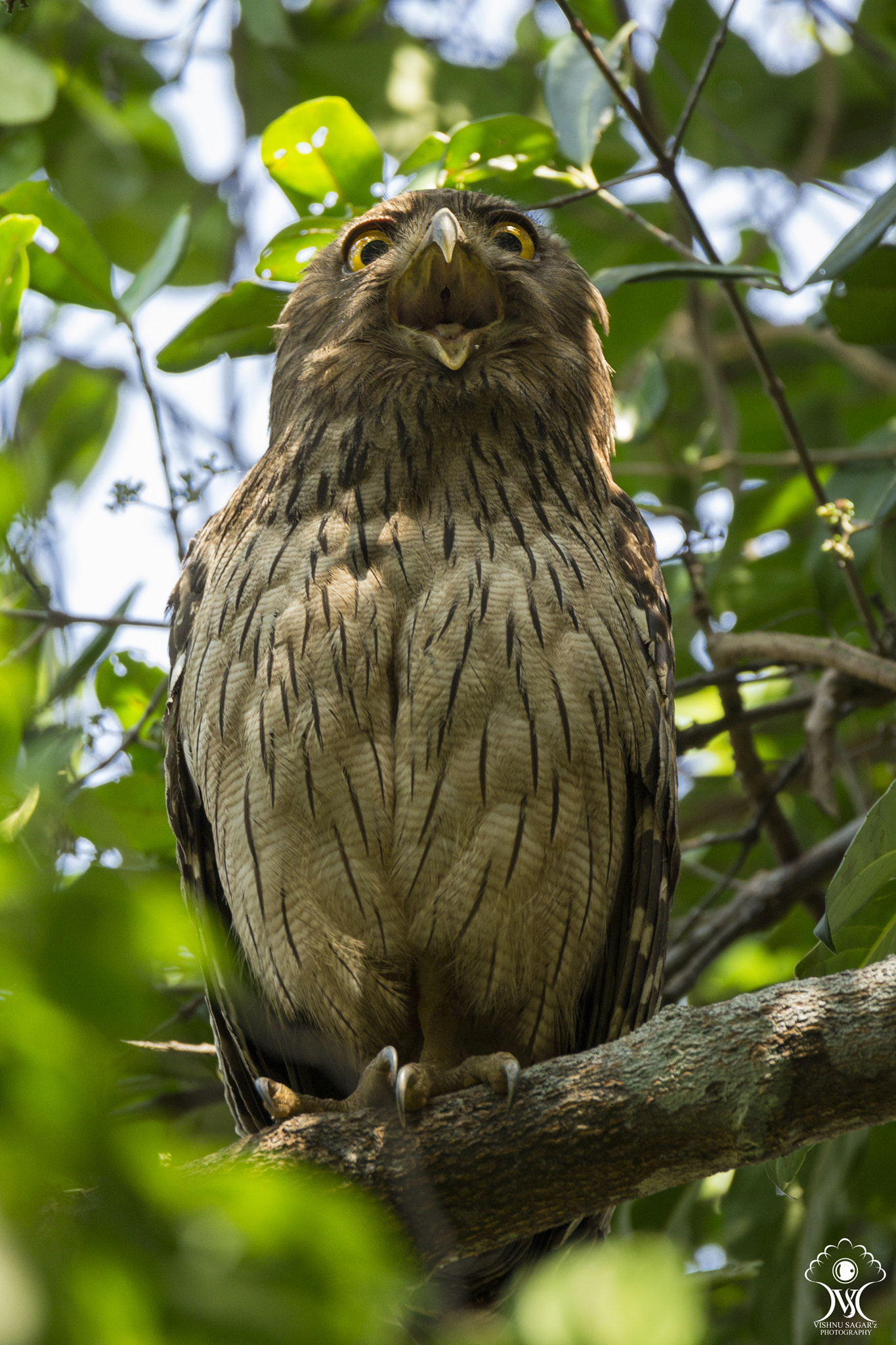 Tamron SP 150-600mm F5-6.3 Di VC USD sample photo. The mid day yawn photography