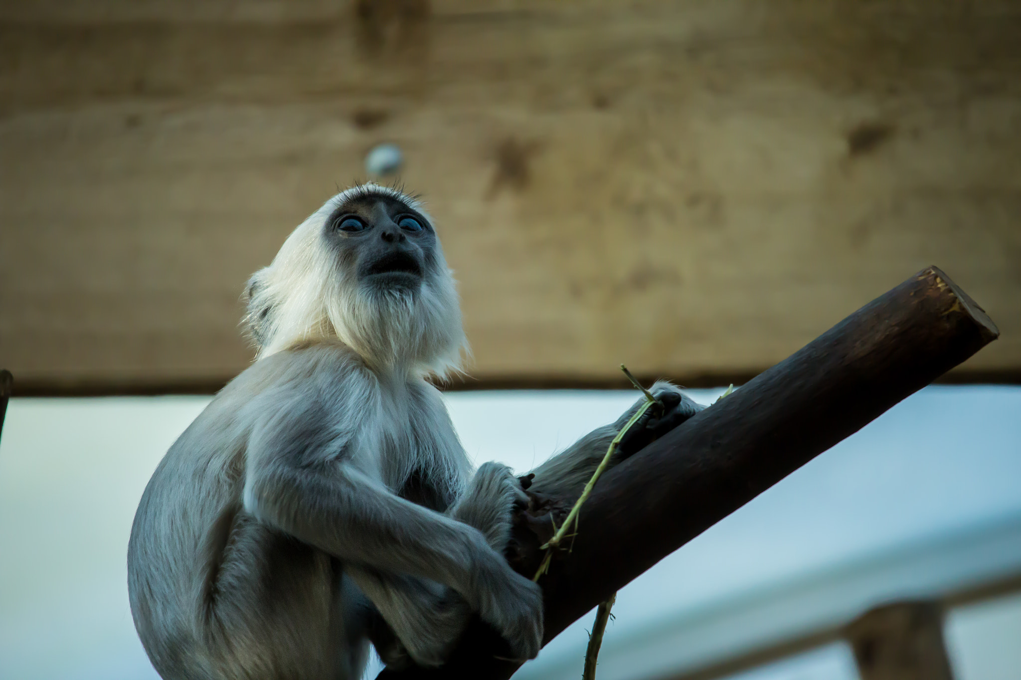 Canon EF-S 55-250mm F4-5.6 IS STM sample photo. Monkey 6 photography