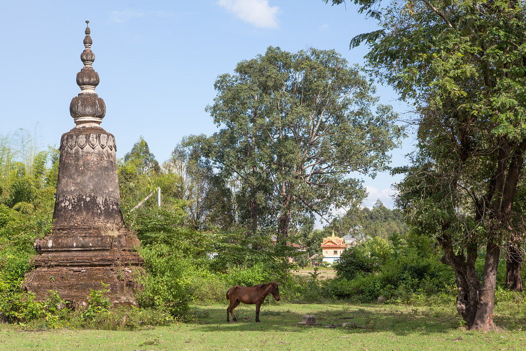 Horse on Kaoh Trong, Cambodia by Adam Foster on 500px.com