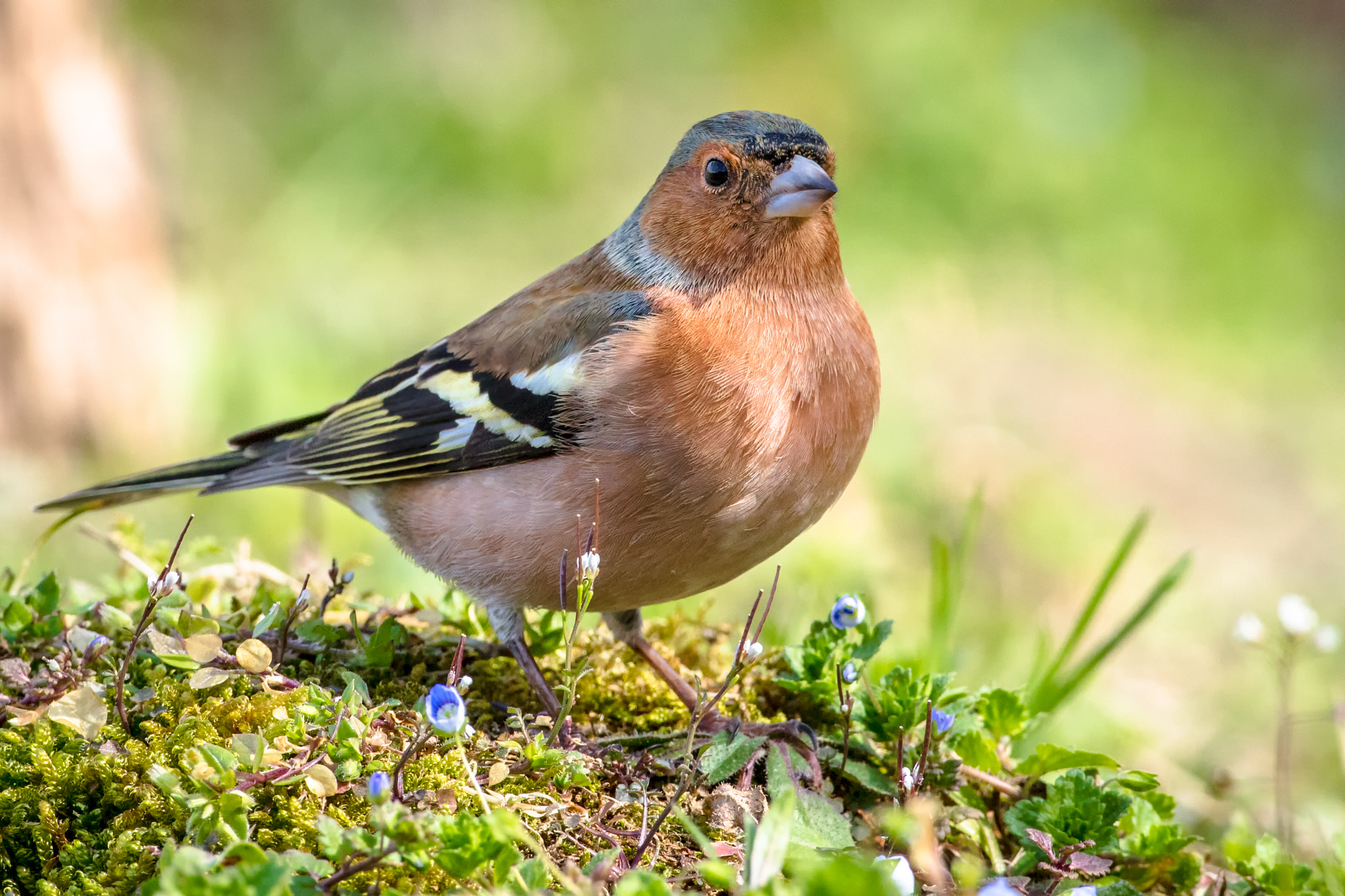Canon EOS 5DS R sample photo. Chaffinch photography