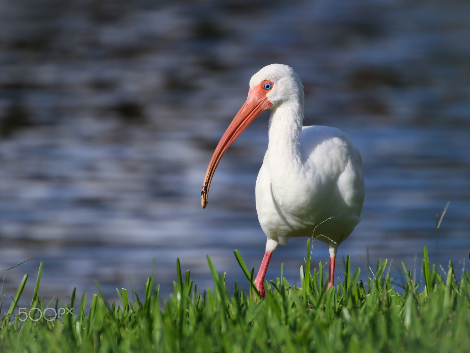 Canon 70-300mm sample photo. White ibis searching for food - little pond - tampa, florida photography