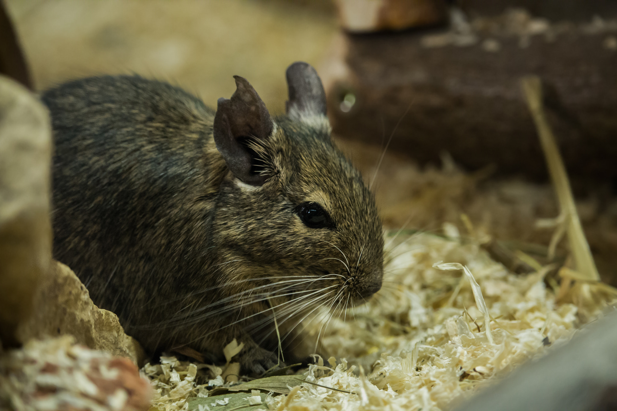 Canon EF-S 55-250mm F4-5.6 IS STM sample photo. Dengu photography
