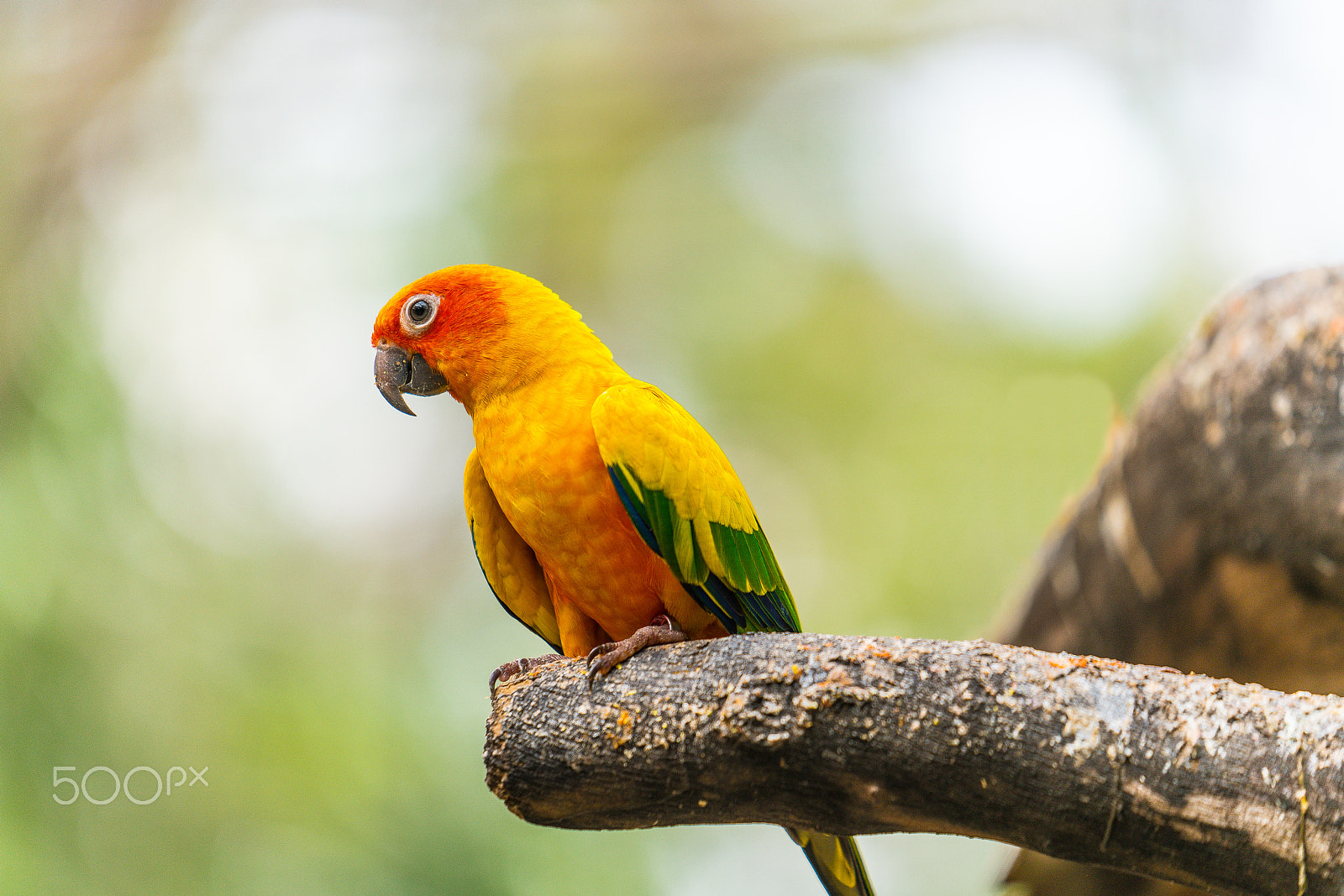Sony FE 70-200mm F2.8 GM OSS sample photo. Sun conure photography