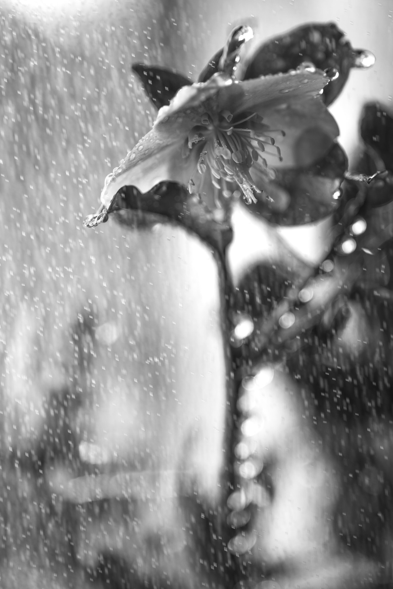 Pentax smc D-FA 100mm F2.8 Macro WR sample photo. Winter rain photography