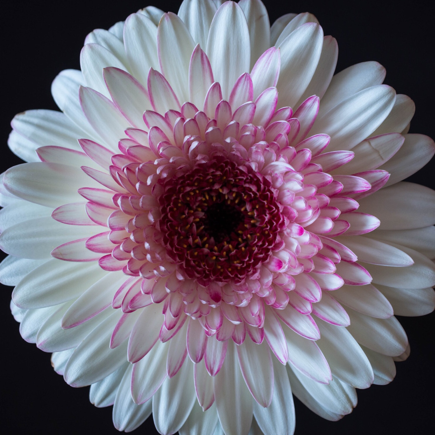 Panasonic Leica DG Macro-Elmarit 45mm F2.8 ASPH OIS sample photo